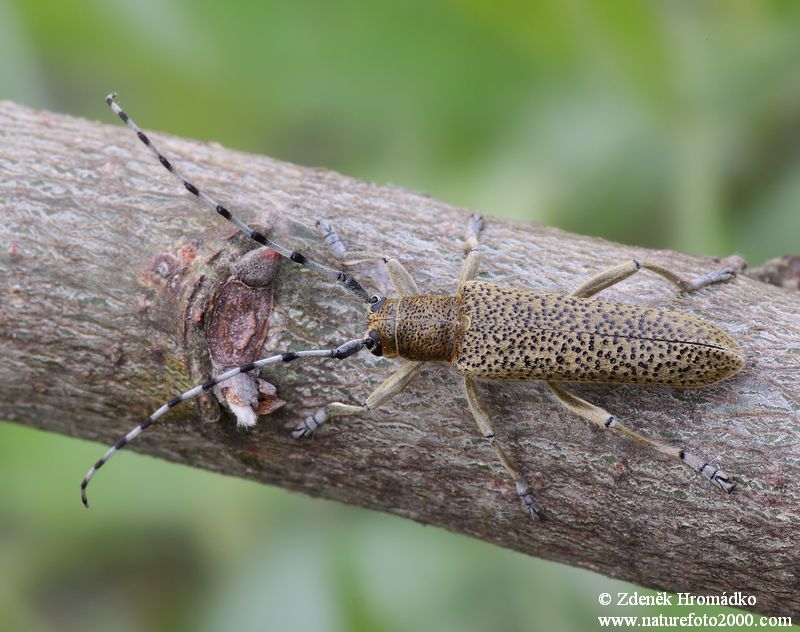 kozlíček, Saperda similis, Cerambycidae, Saperdini (Brouci, Coleoptera)